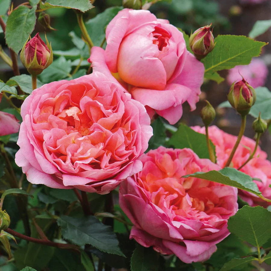 Thumb 4